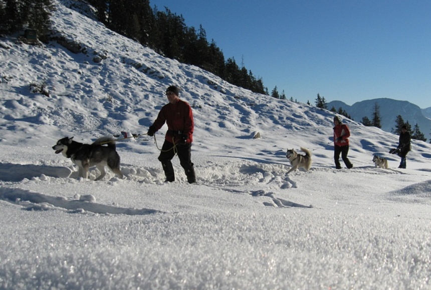 odwiedzenie rancza psów Husky, przejażdżka psim zaprzęgiem, fot. austria.info