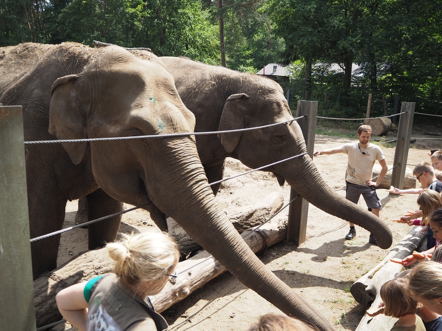 Karmienie słoni w ogrodzie zoologicznym Tierpark Cottbus, Chociebuż